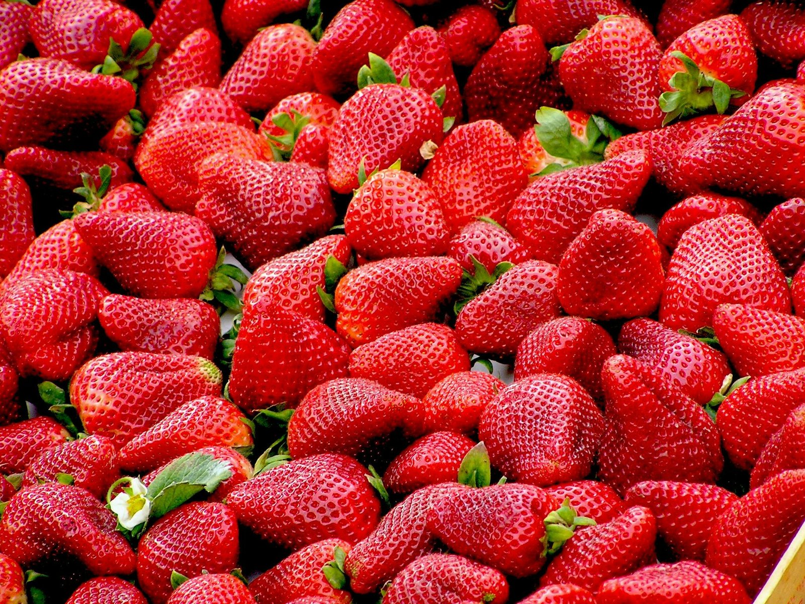Freeze Dried Fruits and Vegetables